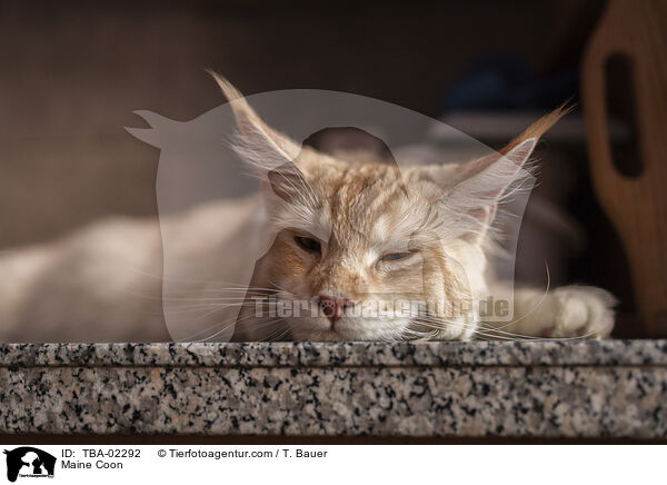 Maine Coon / Maine Coon / TBA-02292