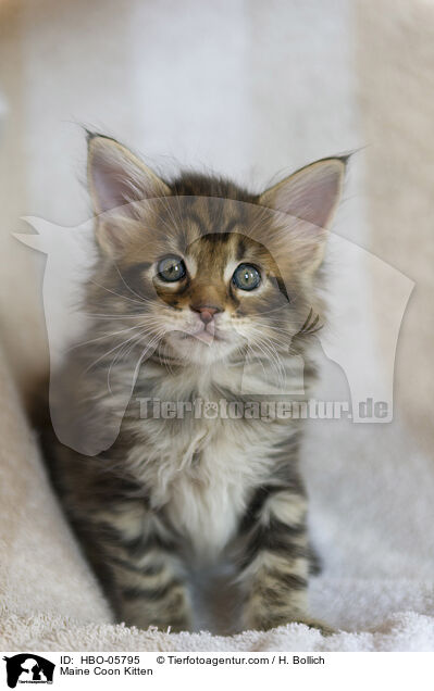 Maine Coon K?tzchen / Maine Coon Kitten / HBO-05795