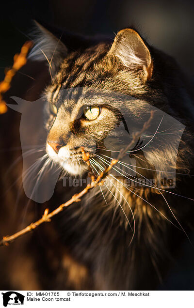 Maine Coon tomcat / MM-01765