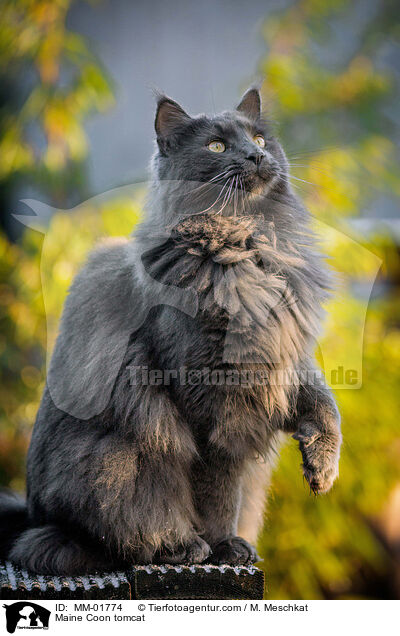 Maine Coon tomcat / MM-01774