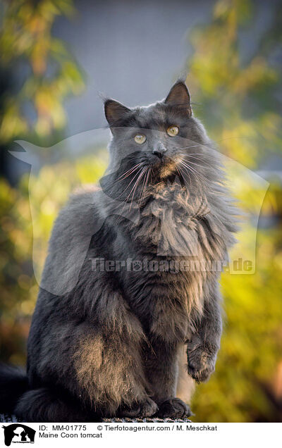 Maine Coon tomcat / MM-01775