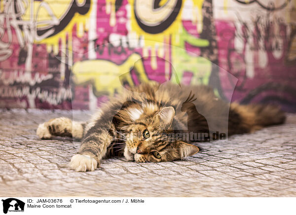 Maine Coon tomcat / JAM-03676