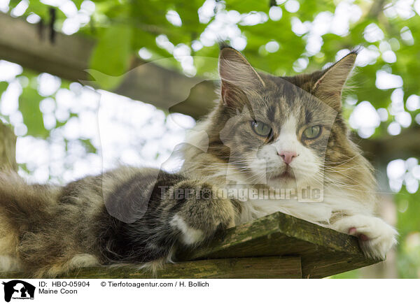 Maine Coon / HBO-05904