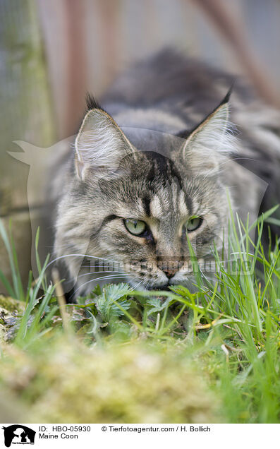Maine Coon / Maine Coon / HBO-05930