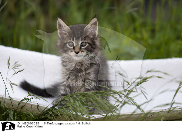 Maine Coon Kitten / HBO-06035