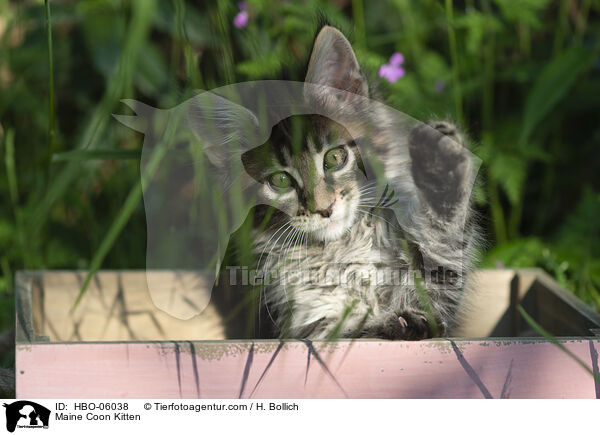 Maine Coon Kitten / HBO-06038