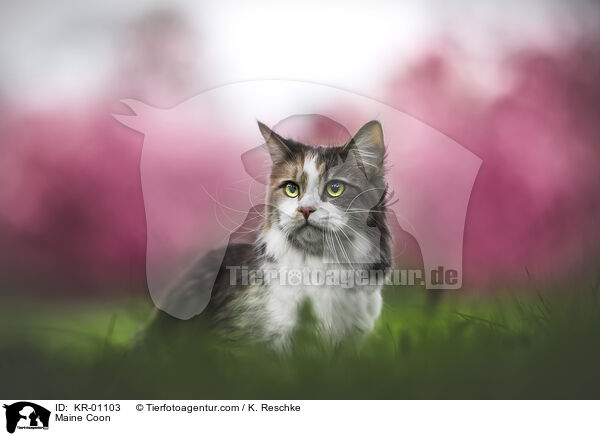 Maine Coon / Maine Coon / KR-01103