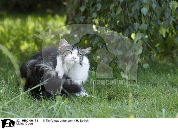 Maine Coon / Maine Coon / HBO-06178