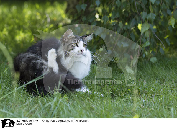 Maine Coon / Maine Coon / HBO-06179