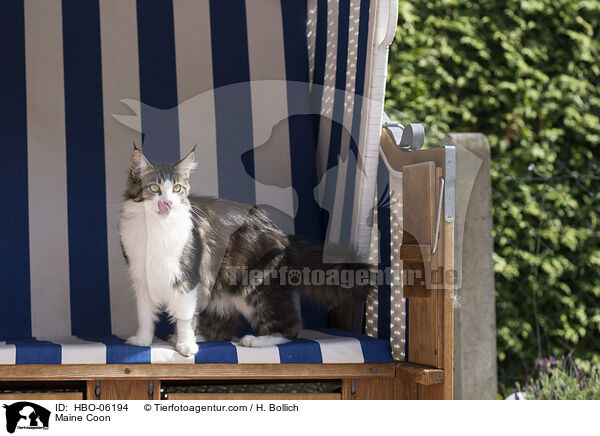 Maine Coon / HBO-06194