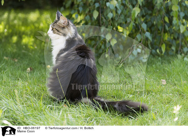 Maine Coon / HBO-06197
