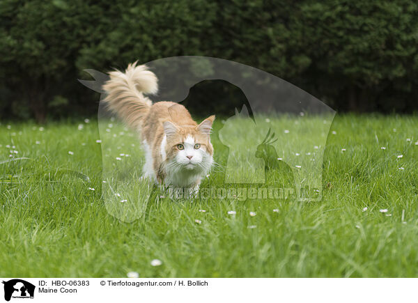 Maine Coon / HBO-06383