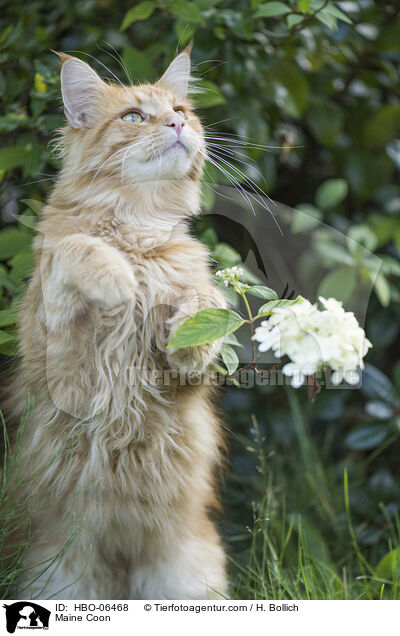 Maine Coon / Maine Coon / HBO-06468