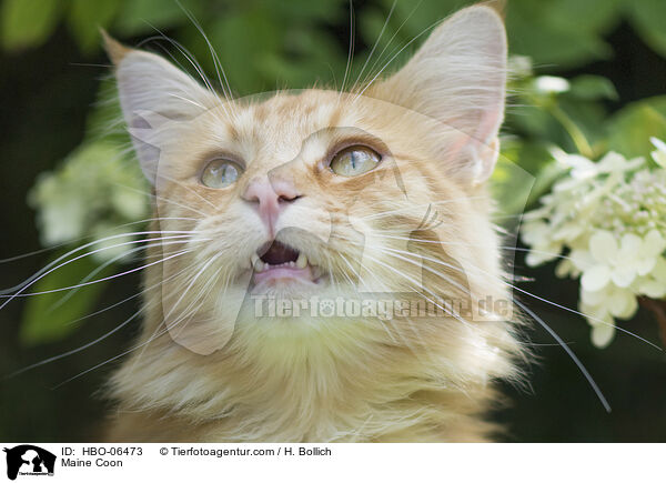 Maine Coon / Maine Coon / HBO-06473