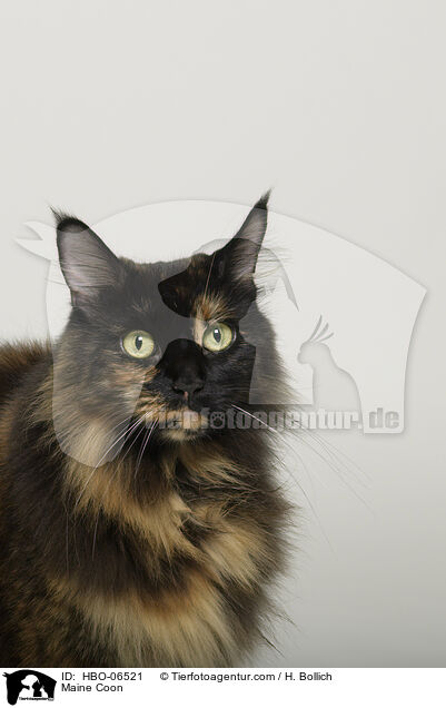 Maine Coon / Maine Coon / HBO-06521