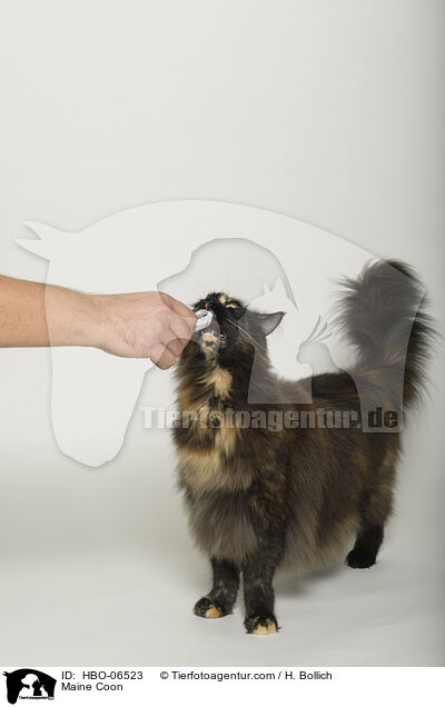 Maine Coon / Maine Coon / HBO-06523