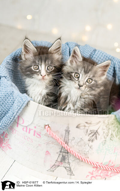 Maine Coon Ktzchen / Maine Coon Kitten / HSP-01677