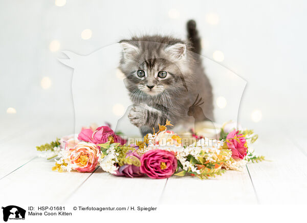 Maine Coon Ktzchen / Maine Coon Kitten / HSP-01681
