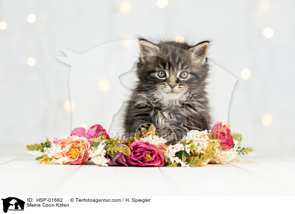 Maine Coon Ktzchen / Maine Coon Kitten / HSP-01682
