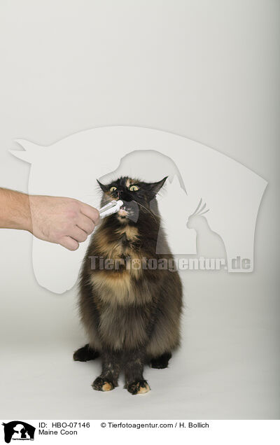 Maine Coon / Maine Coon / HBO-07146