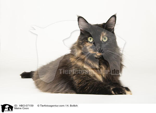 Maine Coon / Maine Coon / HBO-07159