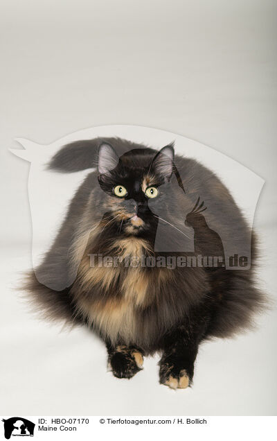 Maine Coon / HBO-07170