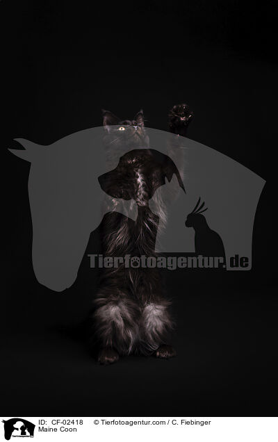 Maine Coon / Maine Coon / CF-02418