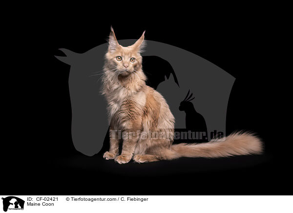 Maine Coon / Maine Coon / CF-02421