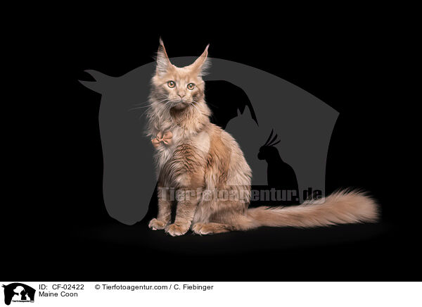Maine Coon / Maine Coon / CF-02422