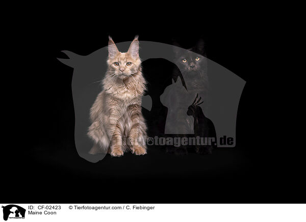 Maine Coon / Maine Coon / CF-02423
