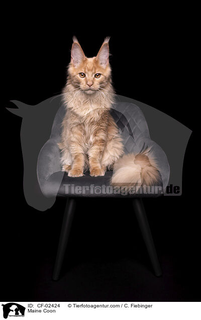 Maine Coon / CF-02424