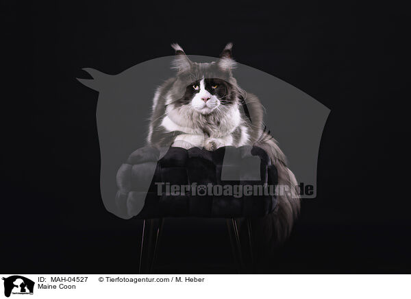 Maine Coon / MAH-04527