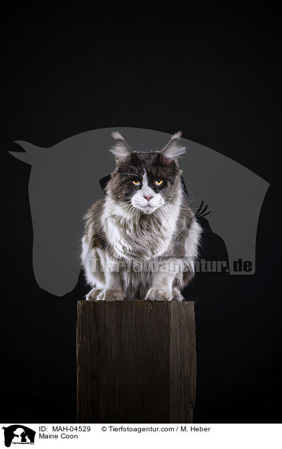 Maine Coon / MAH-04529