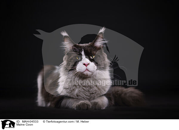 Maine Coon / Maine Coon / MAH-04533