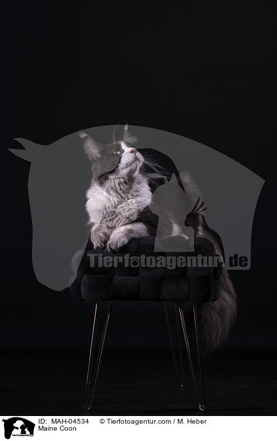 Maine Coon / MAH-04534