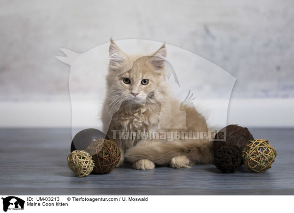 Maine Coon Ktzchen / Maine Coon kitten / UM-03213