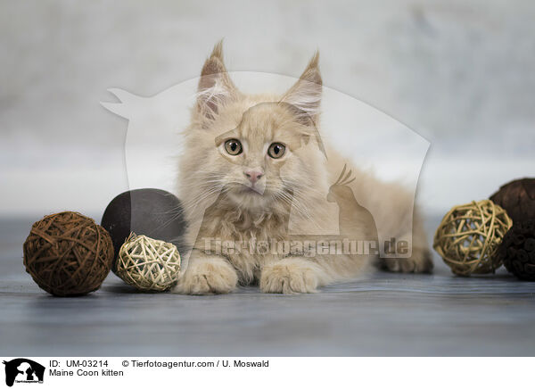 Maine Coon kitten / UM-03214