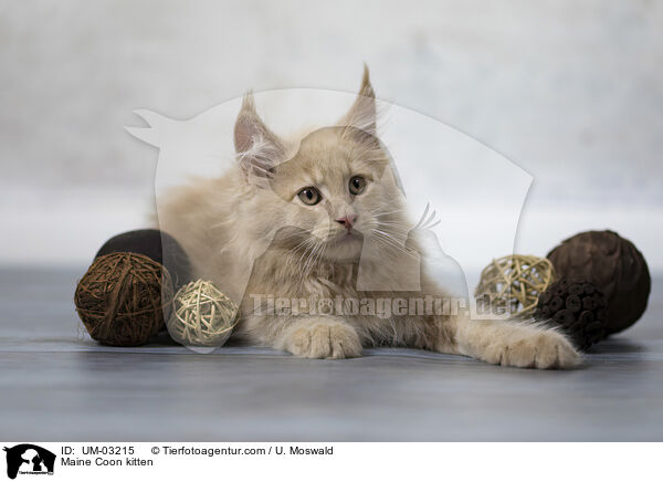 Maine Coon kitten / UM-03215