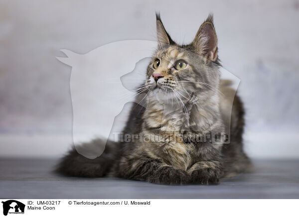 Maine Coon / Maine Coon / UM-03217