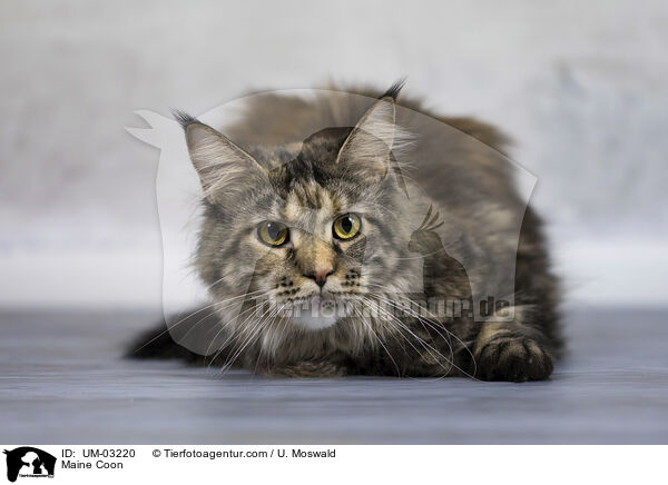 Maine Coon / Maine Coon / UM-03220