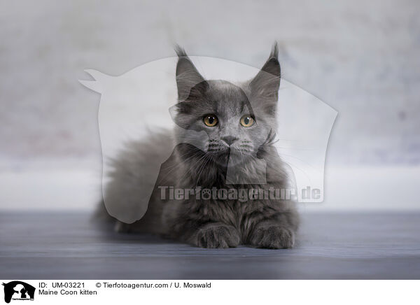 Maine Coon Ktzchen / Maine Coon kitten / UM-03221