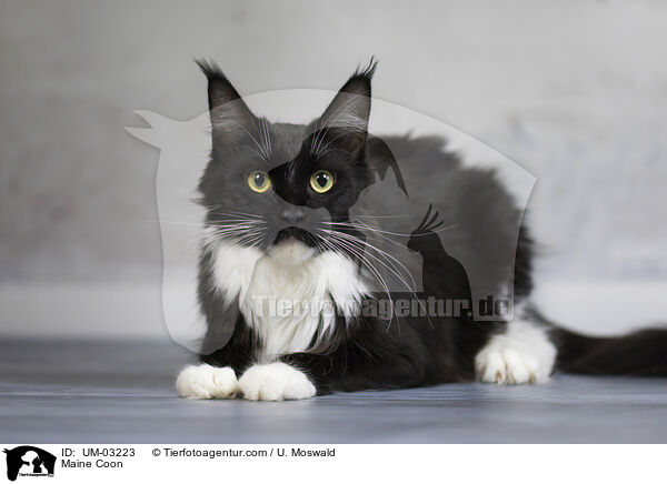Maine Coon / Maine Coon / UM-03223