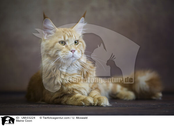 Maine Coon / UM-03224