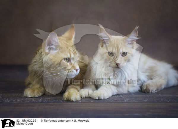 Maine Coon / Maine Coon / UM-03225