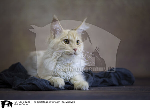 Maine Coon / Maine Coon / UM-03226