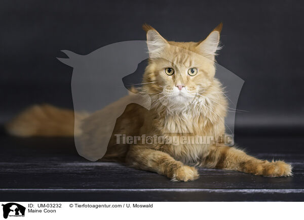 Maine Coon / Maine Coon / UM-03232