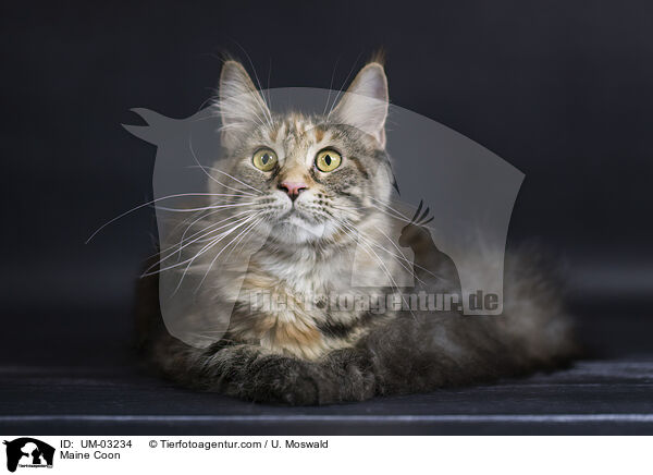 Maine Coon / Maine Coon / UM-03234