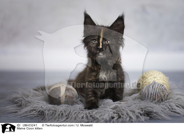 Maine Coon Ktzchen / Maine Coon kitten / UM-03241