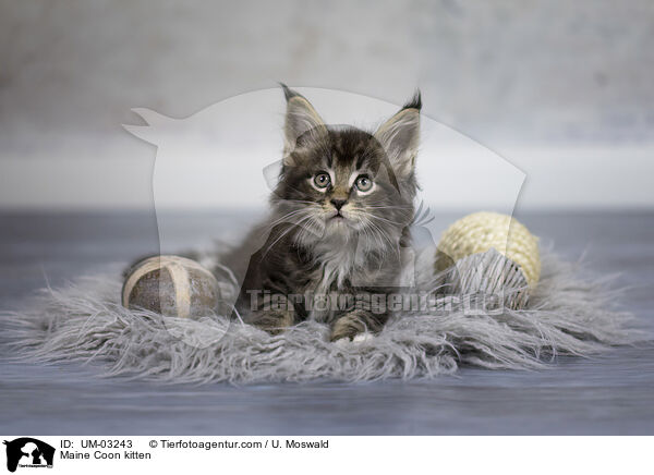 Maine Coon Ktzchen / Maine Coon kitten / UM-03243