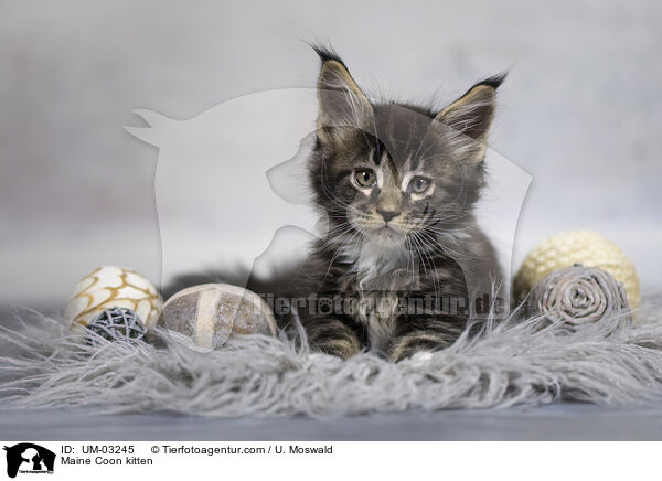 Maine Coon Ktzchen / Maine Coon kitten / UM-03245
